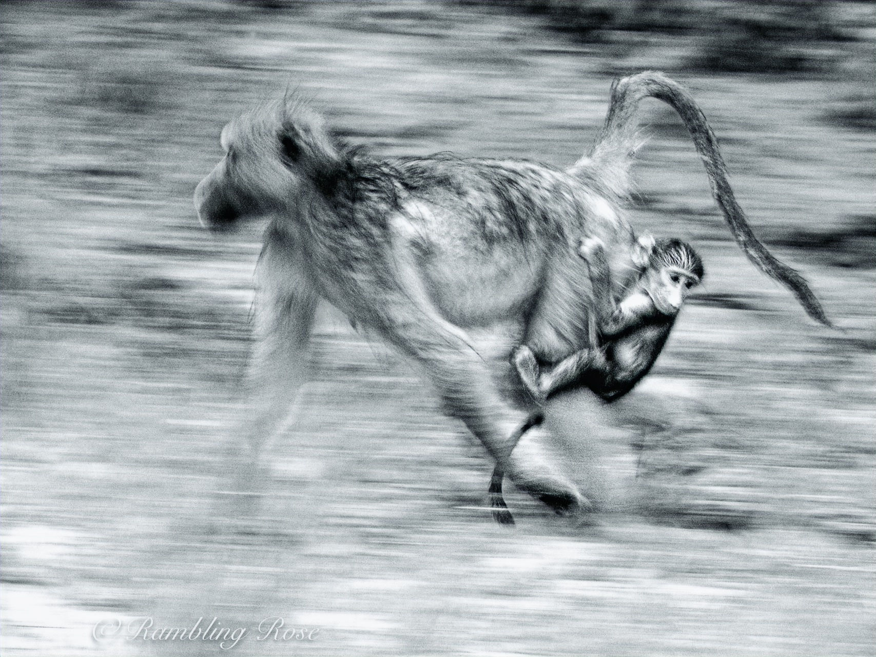Hitching A Ride