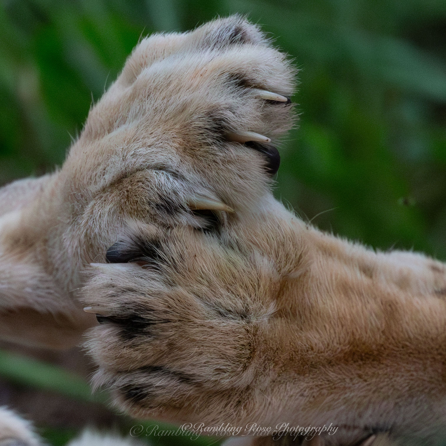 Paws For Thought