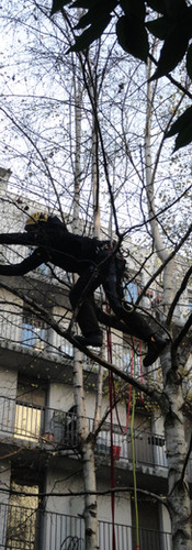 Elagueur Boulogne Billancourt