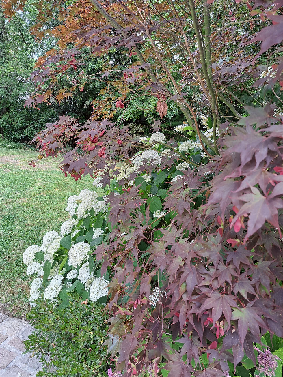 Elagueur Meudon Clamart Issy les Moulineaux