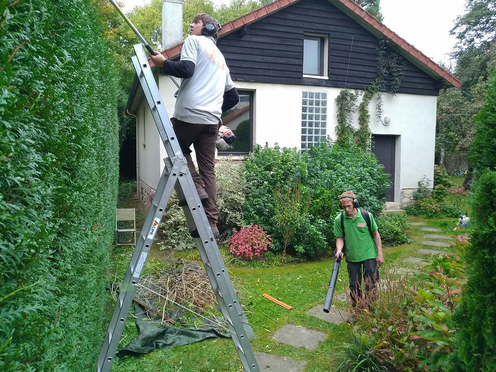 Entretien de jardin à Meudon