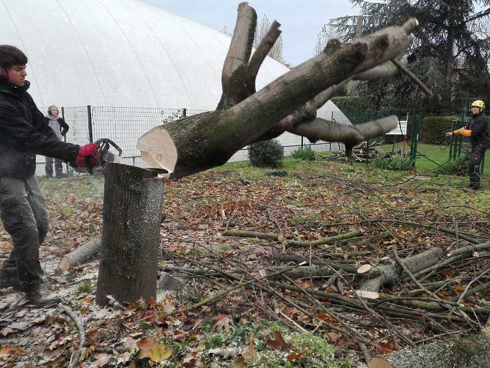 Abattage arbre dangereux