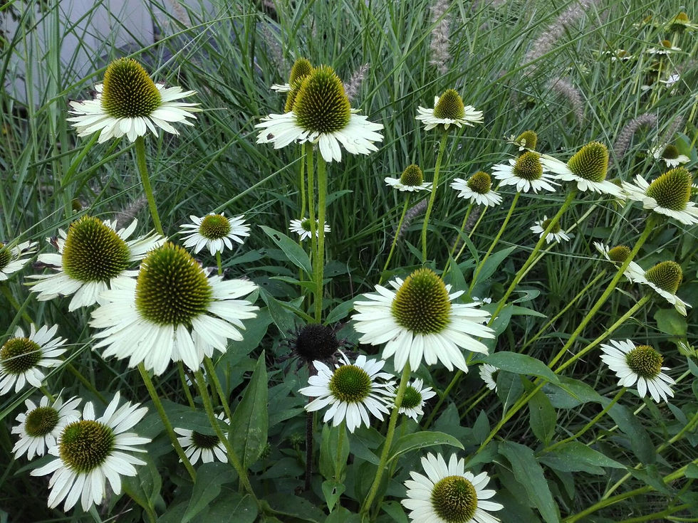 Echinacea