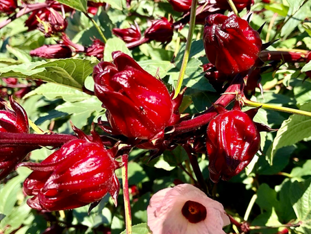 HOLIDAY HIBISCUS SAUCE