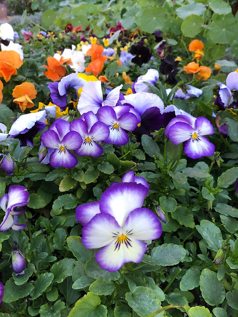 IMG_5017.jpeg