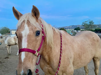 Dakota New Halter and Lead