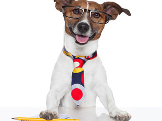 Dogs in the Workplace, Part 1