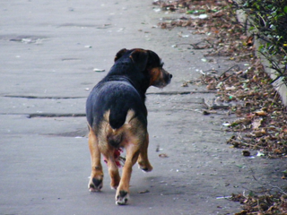 The Most Important Command You Can Teach Your Dog