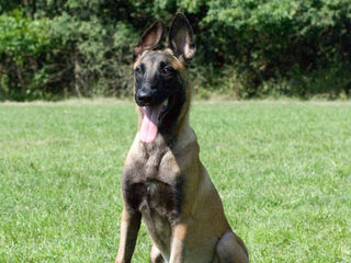 Speed Breeds - Belgian Malinois