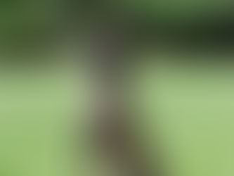 Speed Breeds - Belgian Malinois