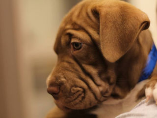 Clear the Shelters: How to Find Your Just-Right Dog