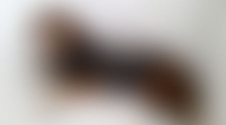 7 Ways to Help Your Dog Get Through the 4th of July