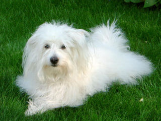 Speed Breeds - Coton de Tulear