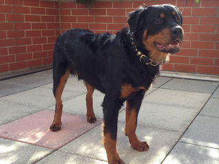 Speed Breeds - Rottweiler