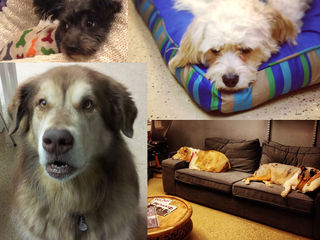 Dogs in the Workplace, Part 4