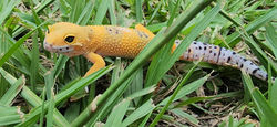 Leopard Gecko