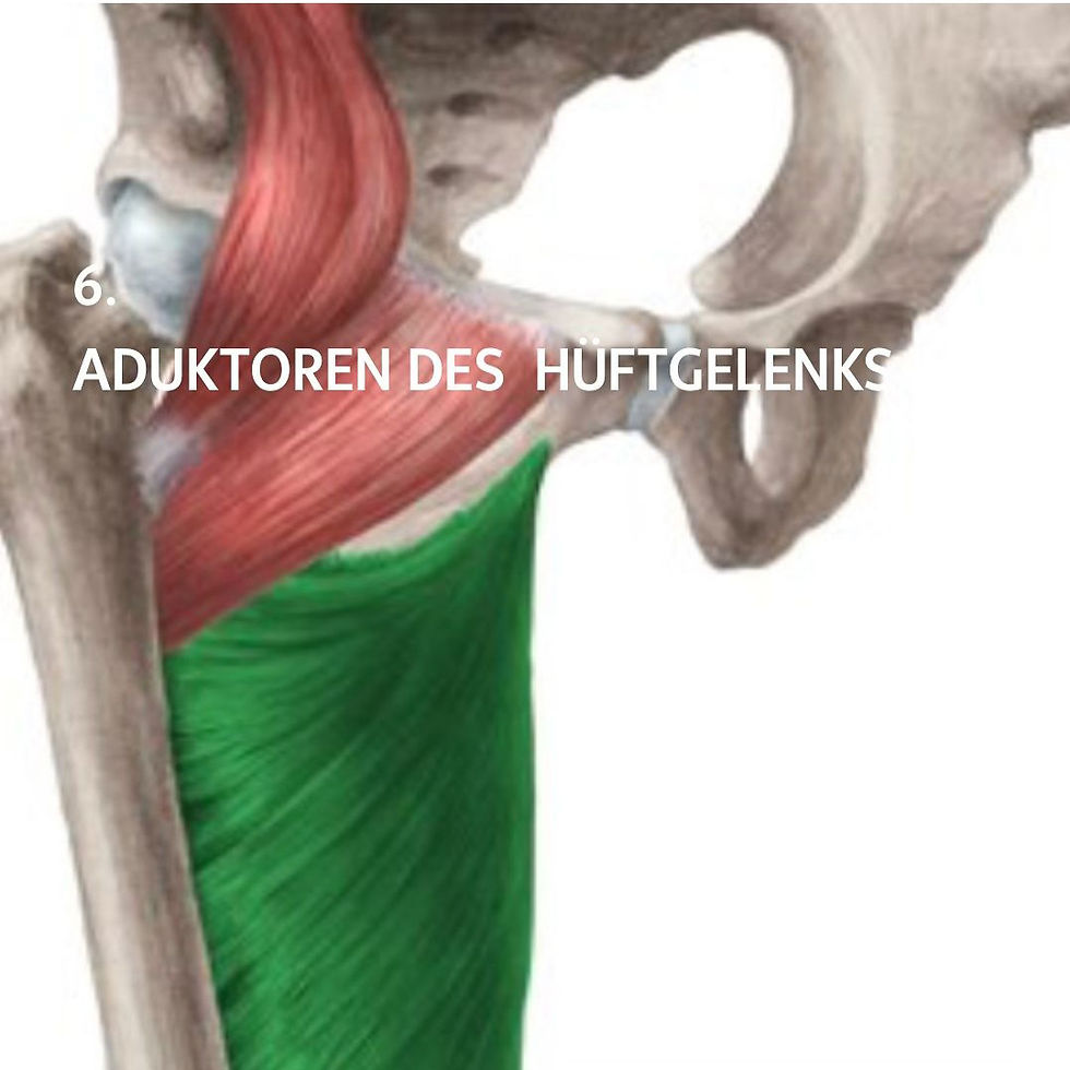 Medizinische Abbildung Aduktoren des Hüftgelenks