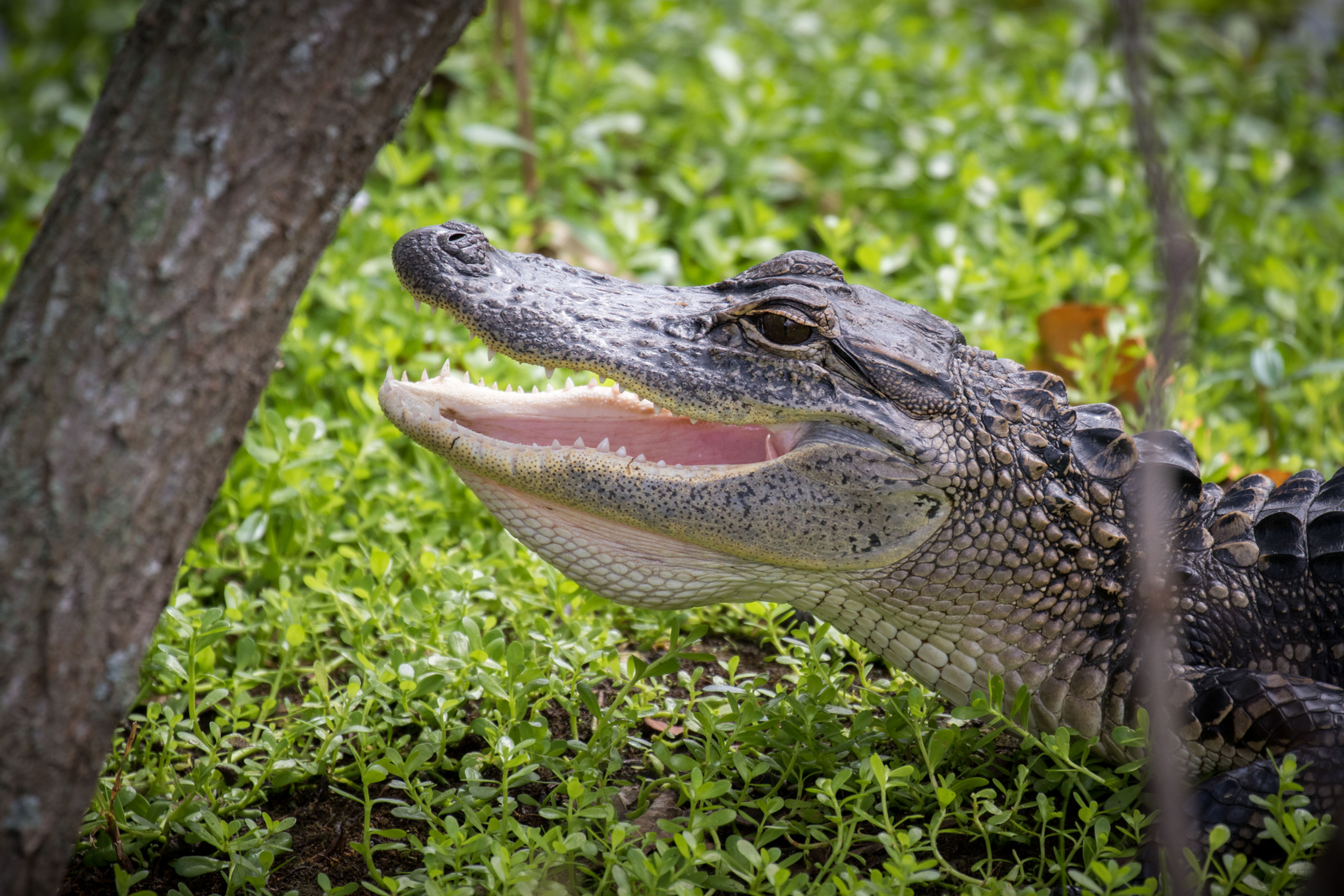 Mississippi Alligator