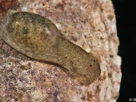 Haminoea elegans