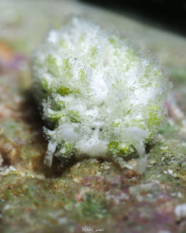 Mourgona germaineae en Guadeloupe