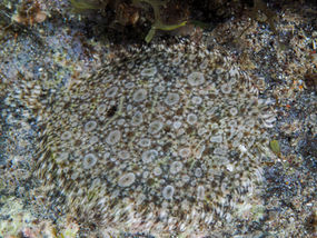 Bothus maculiferus Rombou tachetée (FR), Mottled flounder (EN)