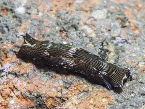 Navanax gemmatus