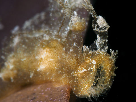 Melibe arianeae