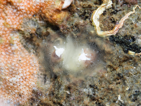 Pleurehdera vialactea