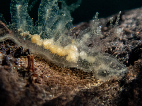 Melibe arianeae