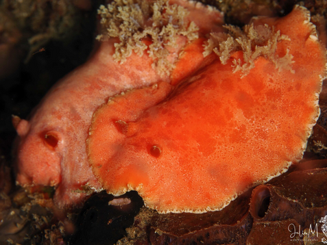 Platydoris angustipes