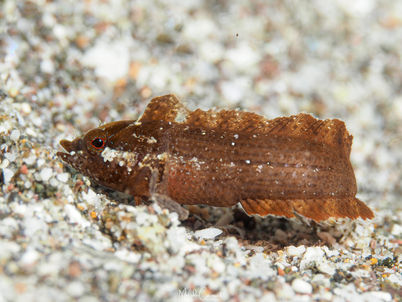 Paraclinus nigripinnis 