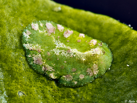 Elysia corinneae