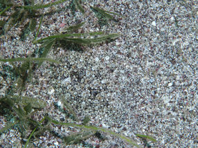 Rombou ocellé (FR), Eyed flounder (EN)