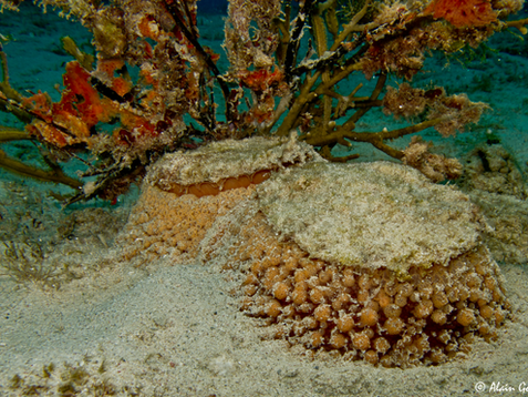 Umbraculum umbraculum