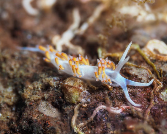 Flabellina dushia