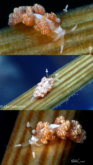 Favorinus vitreus