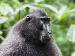 Macaca nigra (Sulawesi)