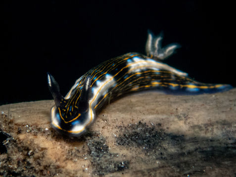 Felimare ruthae
