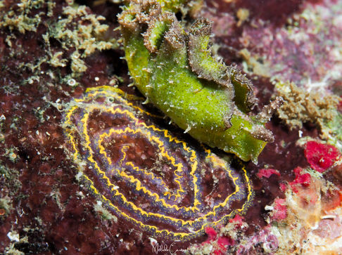 Elysia subornata et sa ponte 