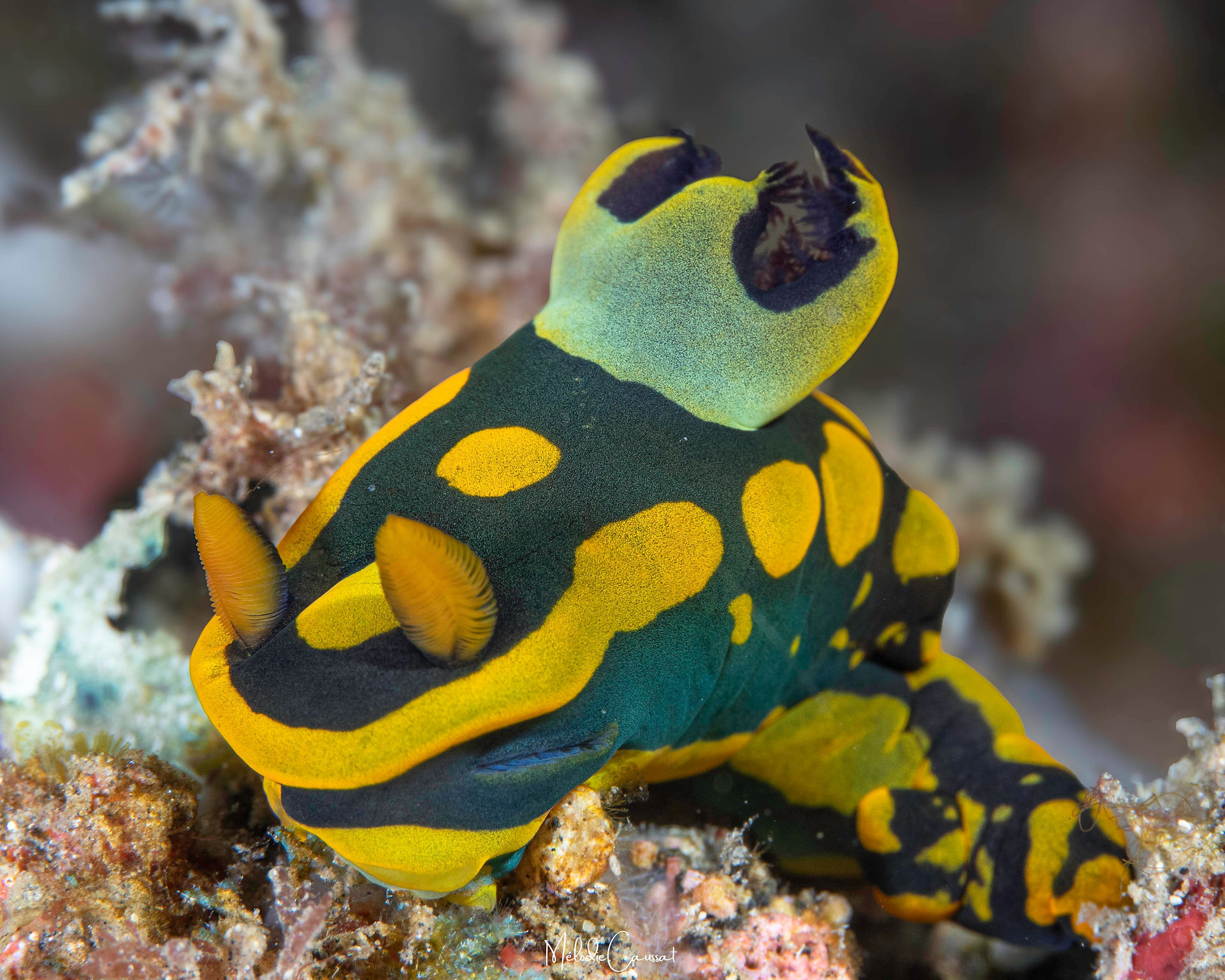 Tambja gabrielae