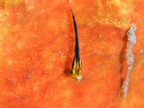 Elacatinus chancei Gobie courte ligne (FR), Shortstripe goby (EN)
