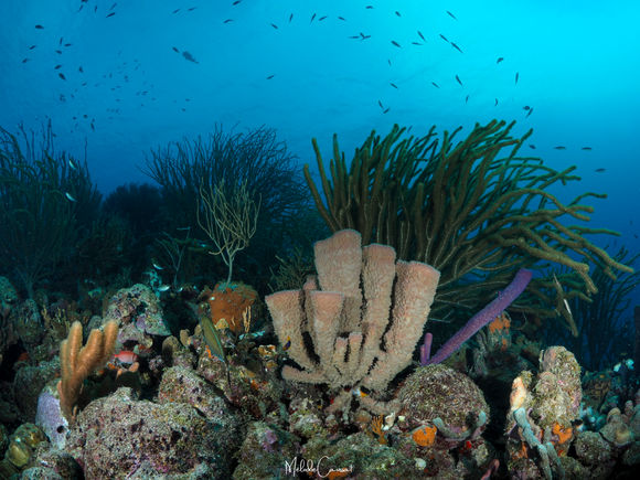 Paysage sous-marine bonaire