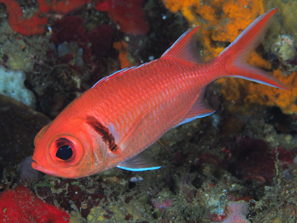 Myripristis jacobus 