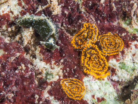 Elysia velutinus