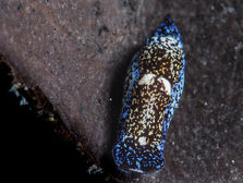 Camachoaglaja mariagordae