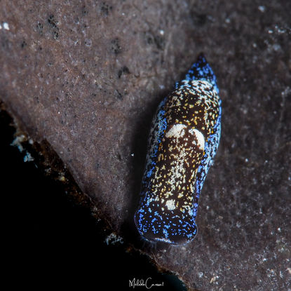 Camachoaglaja mariagordae