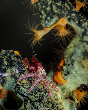 Petit Crabe-araignée Rouge à Grandes Pinces - Mithraculus forceps