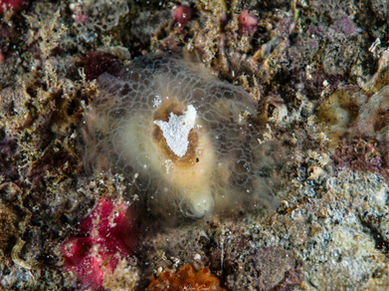 Pleurehdera vialactea