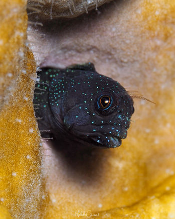 Coralliozetus cardonae 