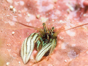 Paguritta vittata